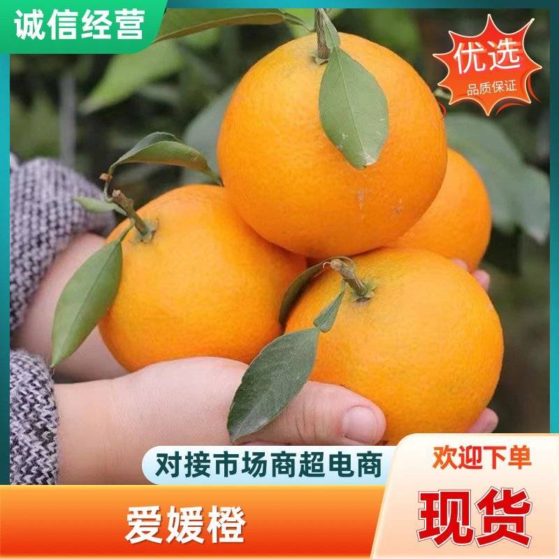 【精品】自家种植的爱媛橙爆汁纯甜价格实惠对接各大市场