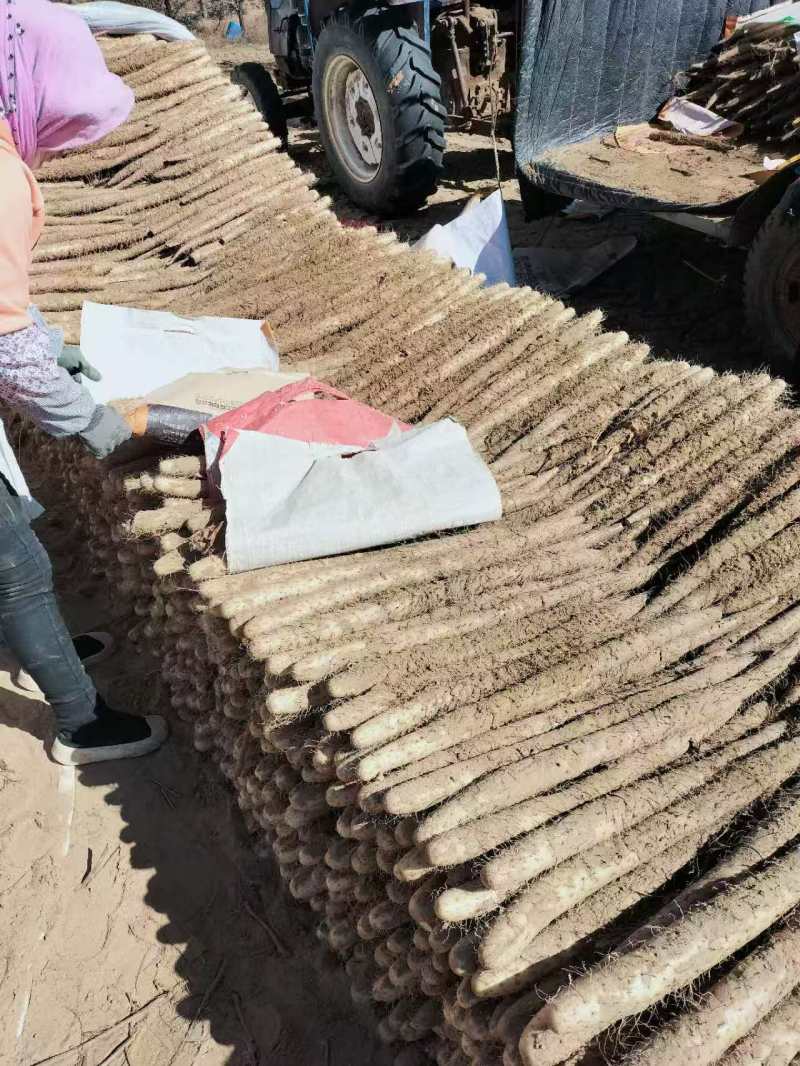 银川白玉山药现挖现发规格全品控严格专业代收一条龙