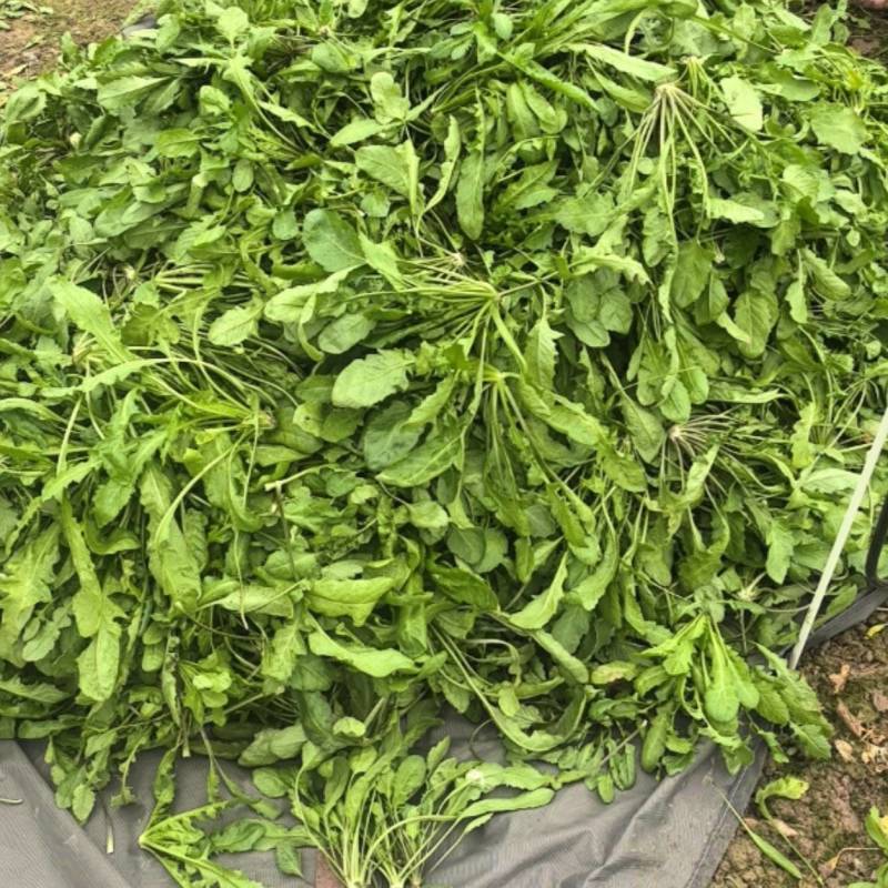 现挖现发