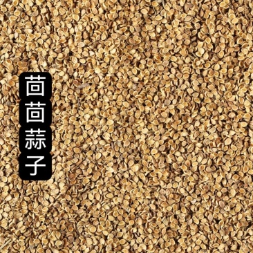 中药材茴茴蒜1公斤回回蒜子