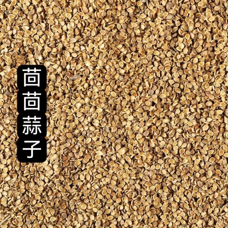 中药材茴茴蒜1公斤回回蒜子