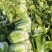 湖北天门精品黄心白菜大量上市一手货源量大价优