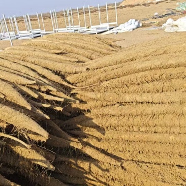 银川白玉山药产地直发量大价优价格美丽欢迎老板致电咨询