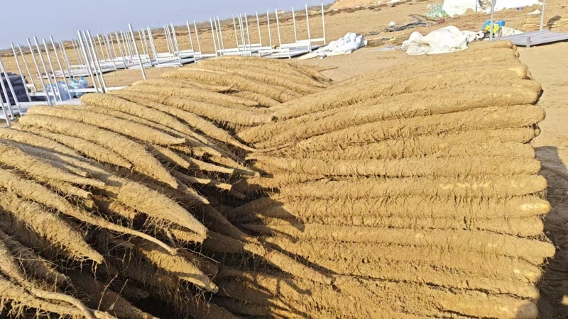 银川白玉山药产地直发量大价优价格美丽欢迎老板致电咨询