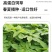 美国籽粒苋种子四季牧草种籽高蛋白千穗谷鸡鸭鹅猪草籽家禽