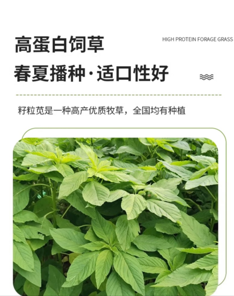 美国籽粒苋种子四季牧草种籽高蛋白千穗谷鸡鸭鹅猪草籽家禽