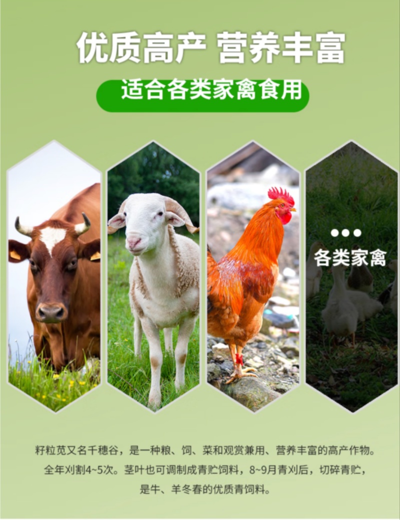美国籽粒苋种子四季牧草种籽高蛋白千穗谷鸡鸭鹅猪草籽家禽