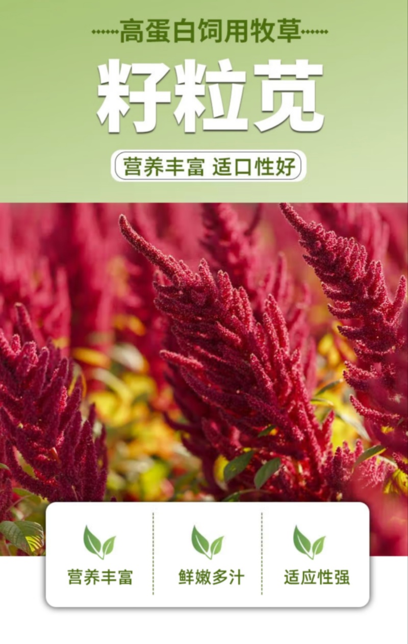 美国籽粒苋种子四季牧草种籽高蛋白千穗谷鸡鸭鹅猪草籽家禽