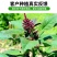 美国籽粒苋种子四季牧草种籽高蛋白千穗谷鸡鸭鹅猪草籽家禽