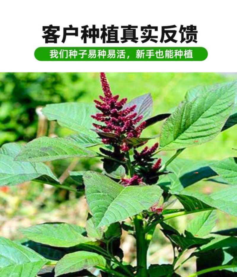 美国籽粒苋种子四季牧草种籽高蛋白千穗谷鸡鸭鹅猪草籽家禽