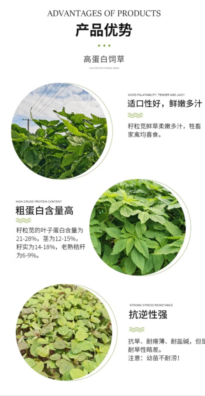 美国籽粒苋种子四季牧草种籽高蛋白千穗谷鸡鸭鹅猪草籽家禽