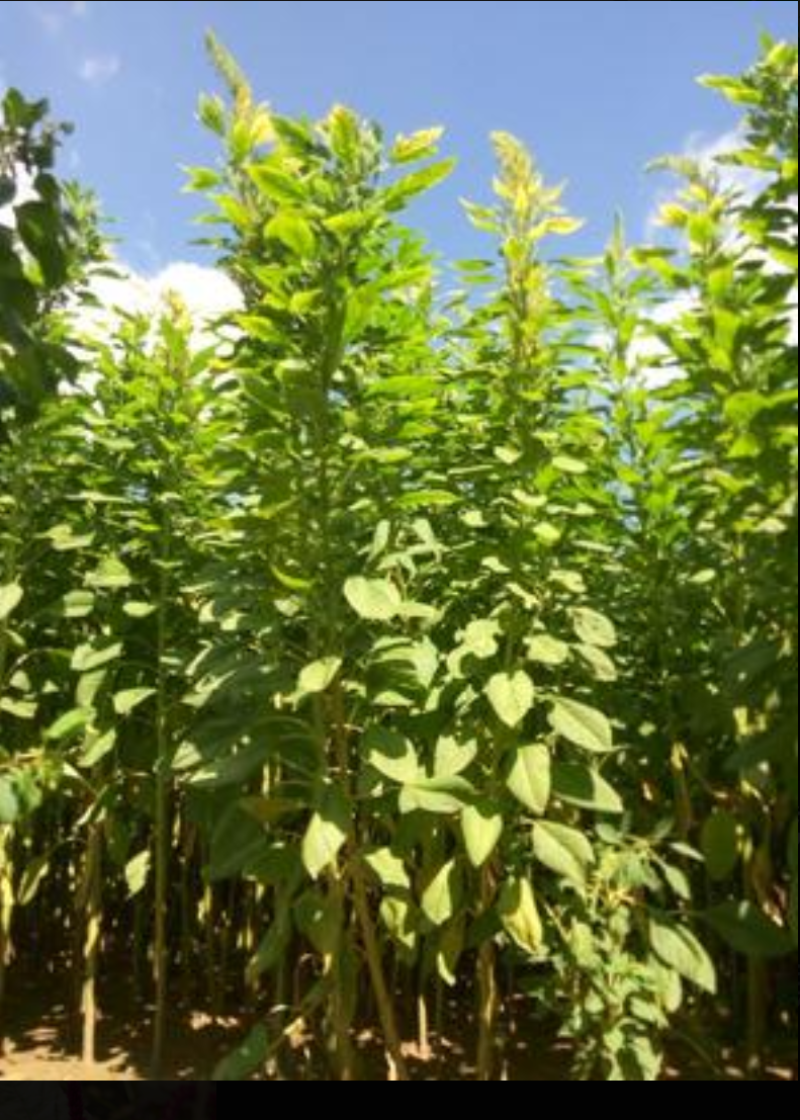 美国籽粒苋种子四季牧草种籽高蛋白千穗谷鸡鸭鹅猪草籽家禽