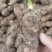 高钙香芋种子大量现货