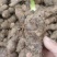 高钙香芋种子大量现货