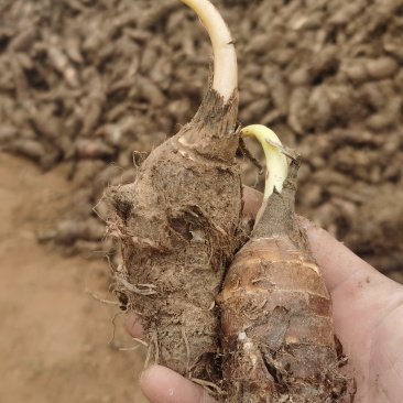 高钙香芋种子大量现货