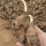 高钙香芋种子大量现货