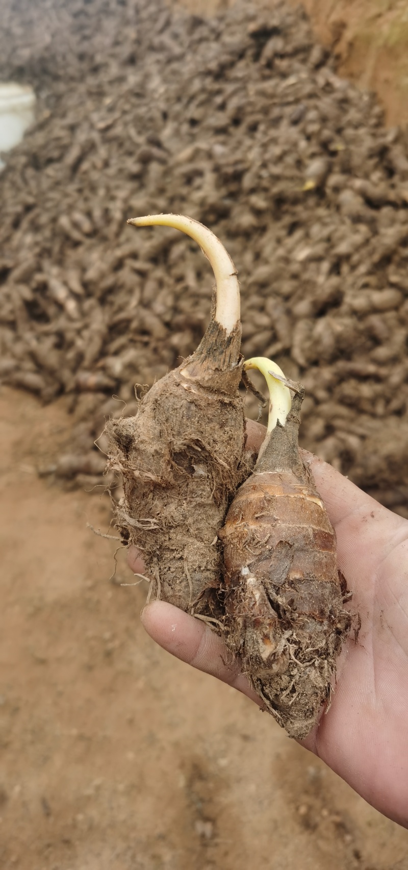 高钙香芋种子大量现货