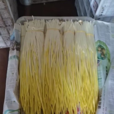 山东济宁蒜黄基地直供