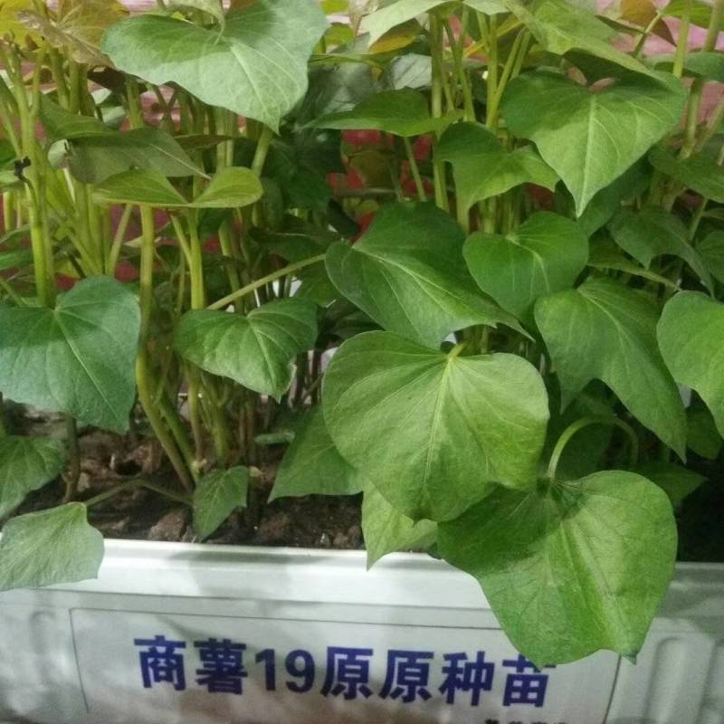 脱毒原种商薯19，凉晒苗保成活率一手货源，基地供苗