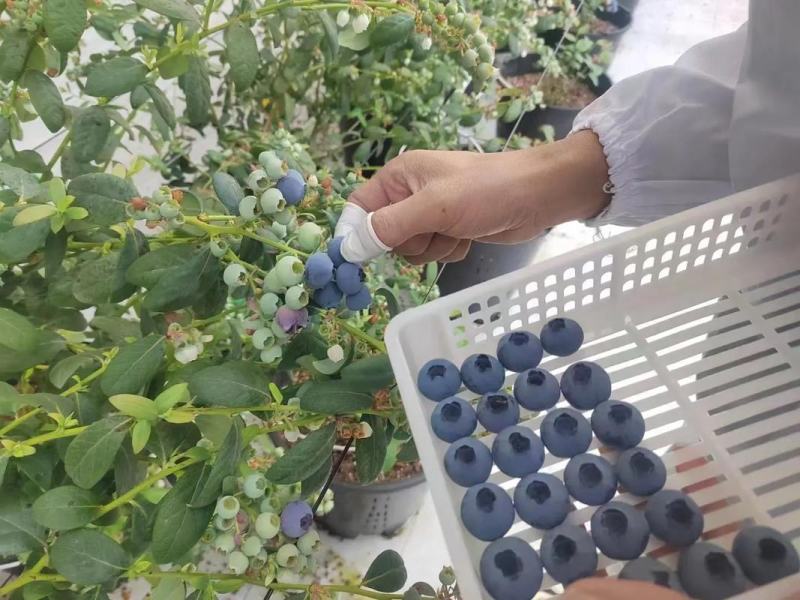 云南抚仙湖畔，气候宜人，早晚温差大糖度高，纯甜，花香蓝莓