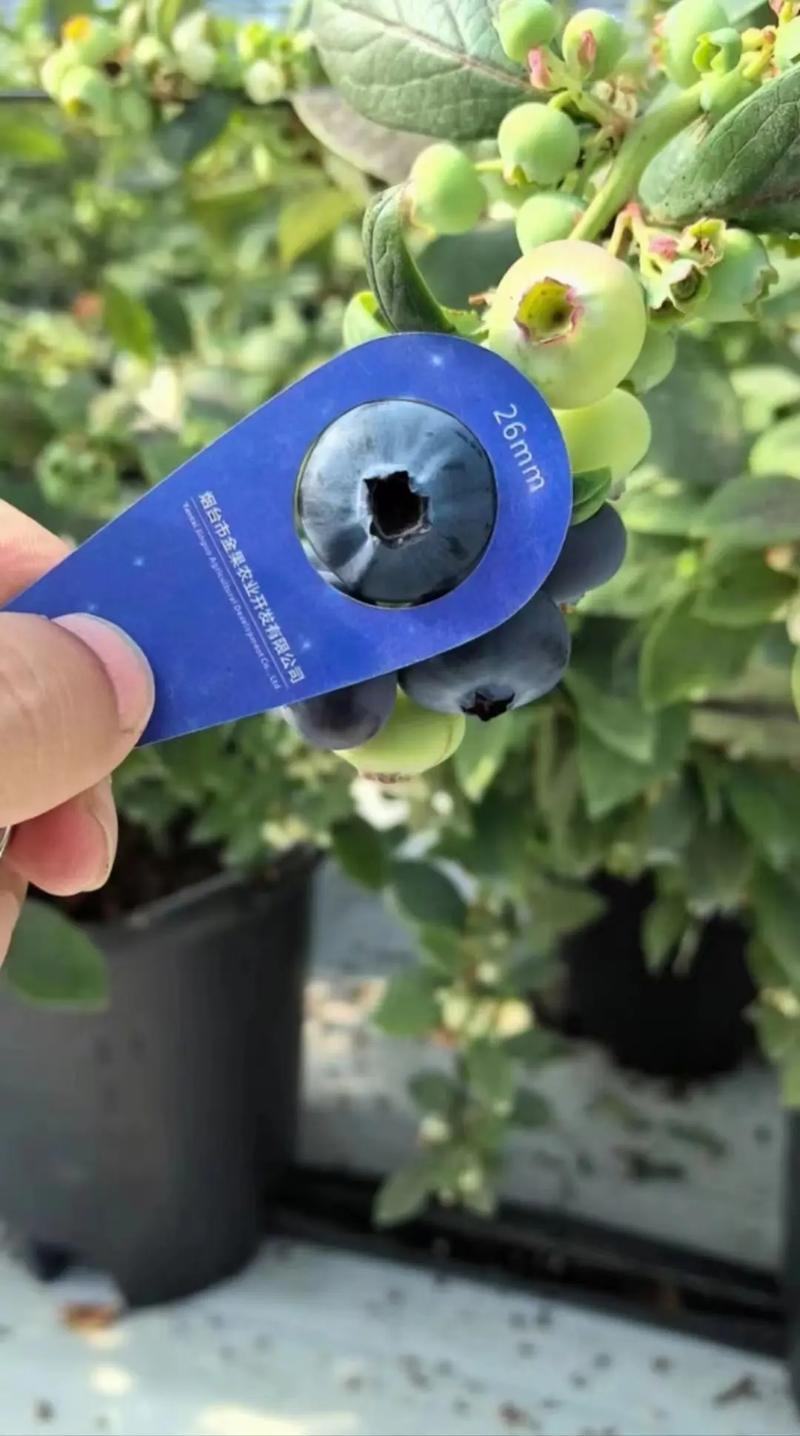 云南抚仙湖畔，气候宜人，早晚温差大糖度高，纯甜，花香蓝莓