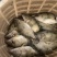 自家养殖鳜鱼量大质优可长期供应
