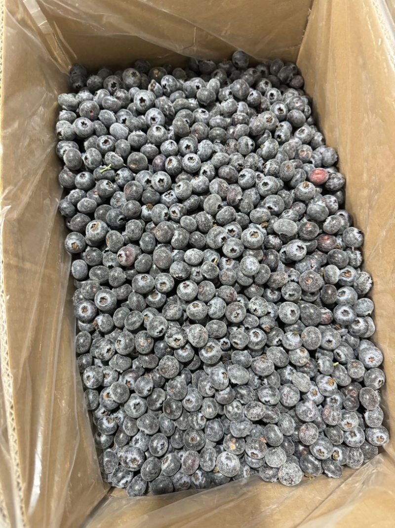 云南南高蓝莓冻果批发现货销售黑果12-16分级果