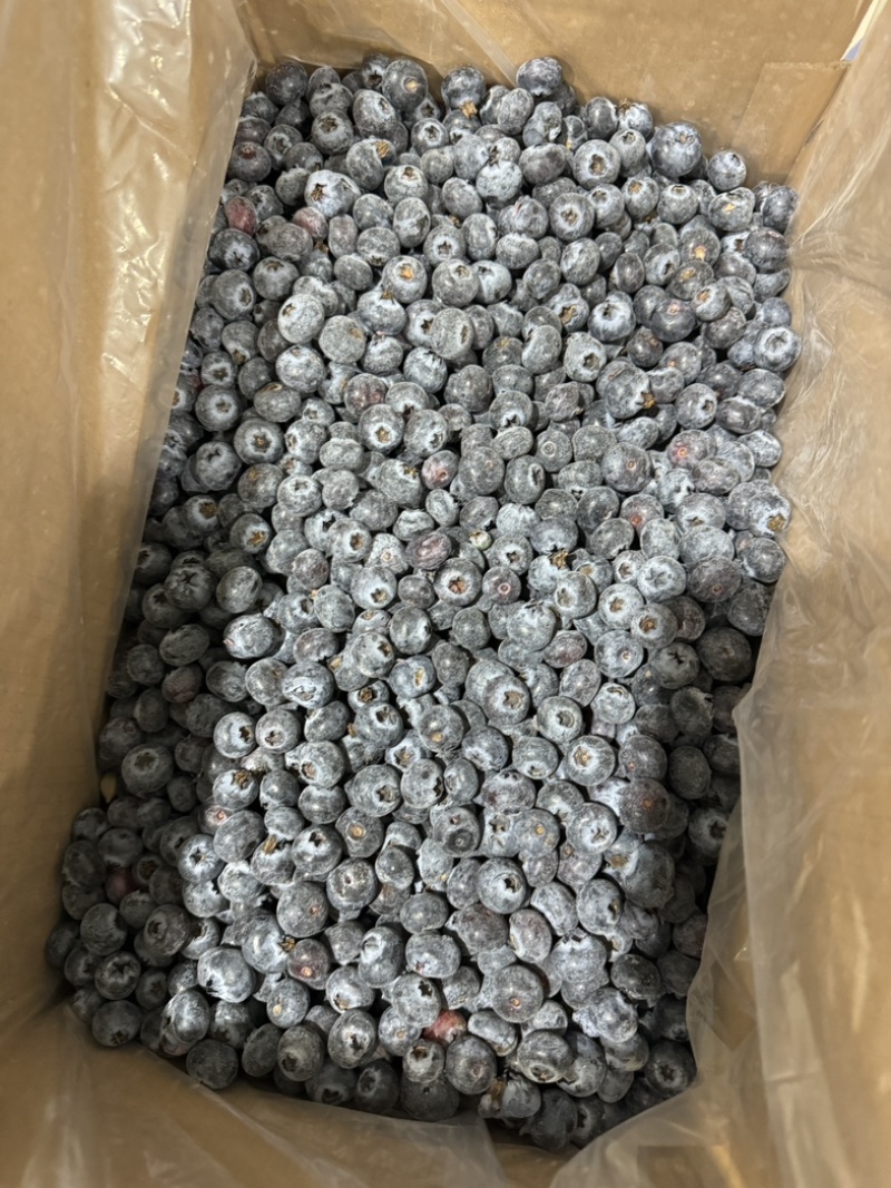 云南南高蓝莓冻果批发现货销售黑果12-16分级果