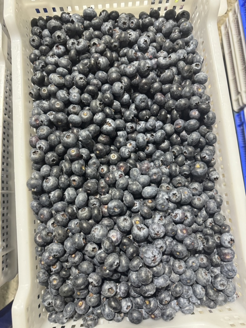 云南南高蓝莓冻果批发现货销售黑果12-16分级果