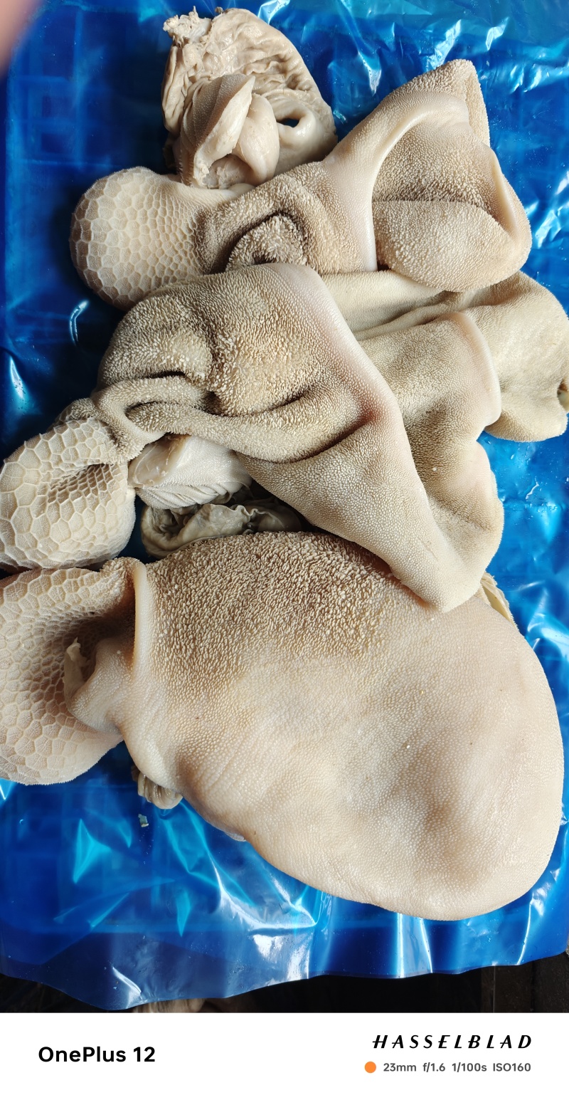 厂家直销一手货源保质保量，全熟黄毛肚适合各种餐饮店