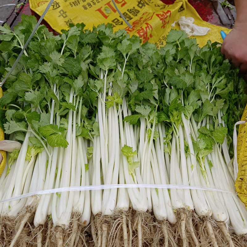四川精品白芹，量大从优