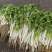 四川精品白芹，量大从优