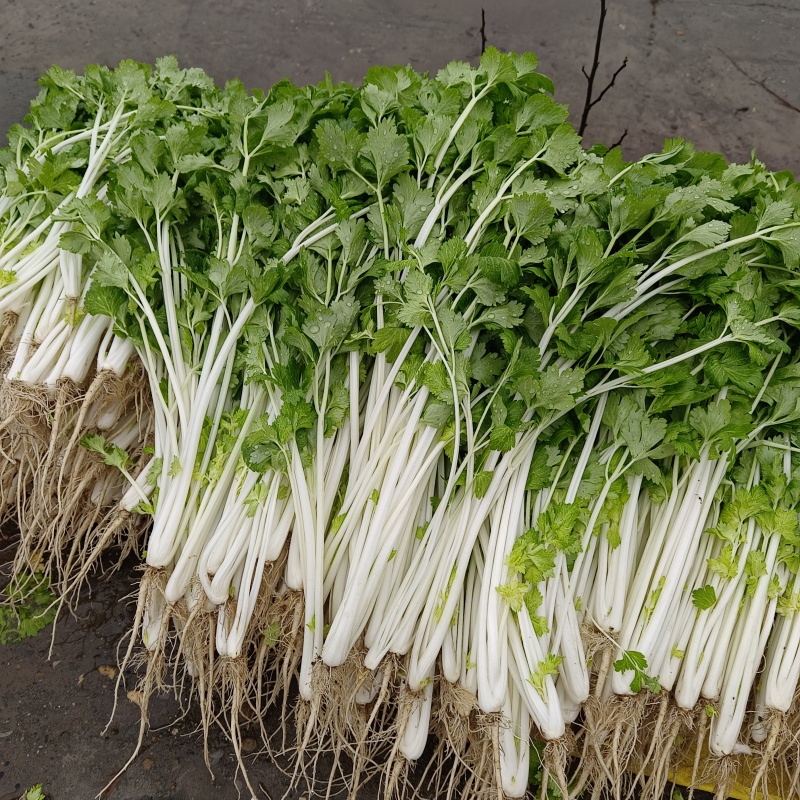 四川精品白芹，量大从优