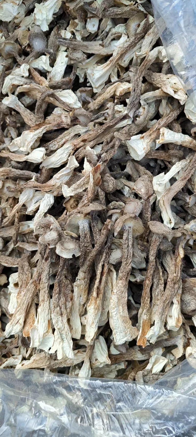 原产地鹿茸菇电话联系更优惠品质保障价格美丽
