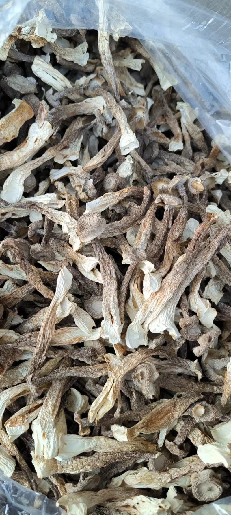 原产地鹿茸菇电话联系更优惠品质保障价格美丽