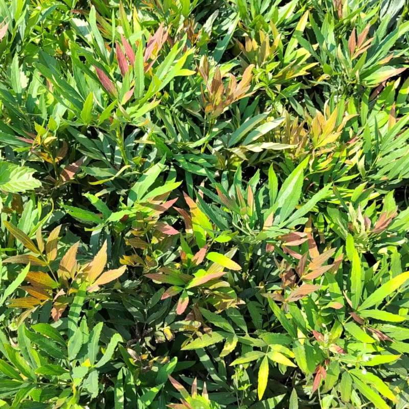 十大功劳营养杯十大功劳容器苗十大功劳种植基地