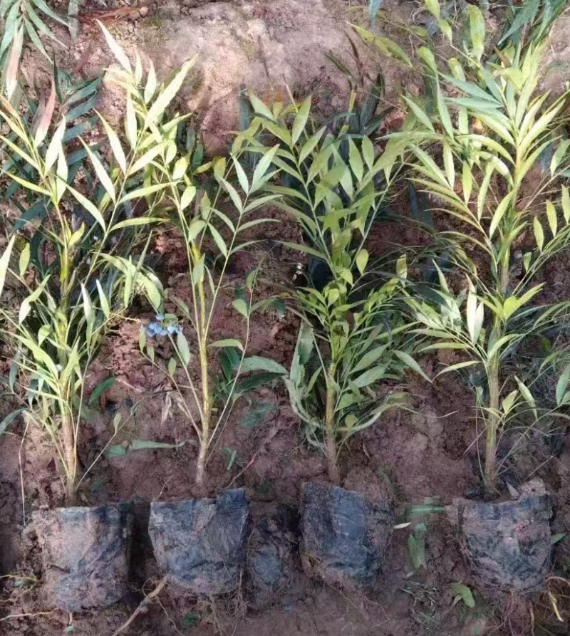 十大功劳营养杯十大功劳容器苗十大功劳种植基地