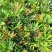 十大功劳营养杯十大功劳容器苗十大功劳种植基地