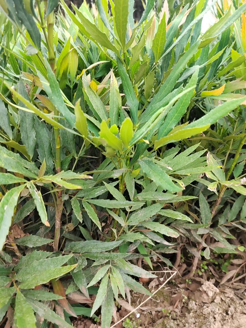 十大功劳营养杯十大功劳容器苗十大功劳种植基地