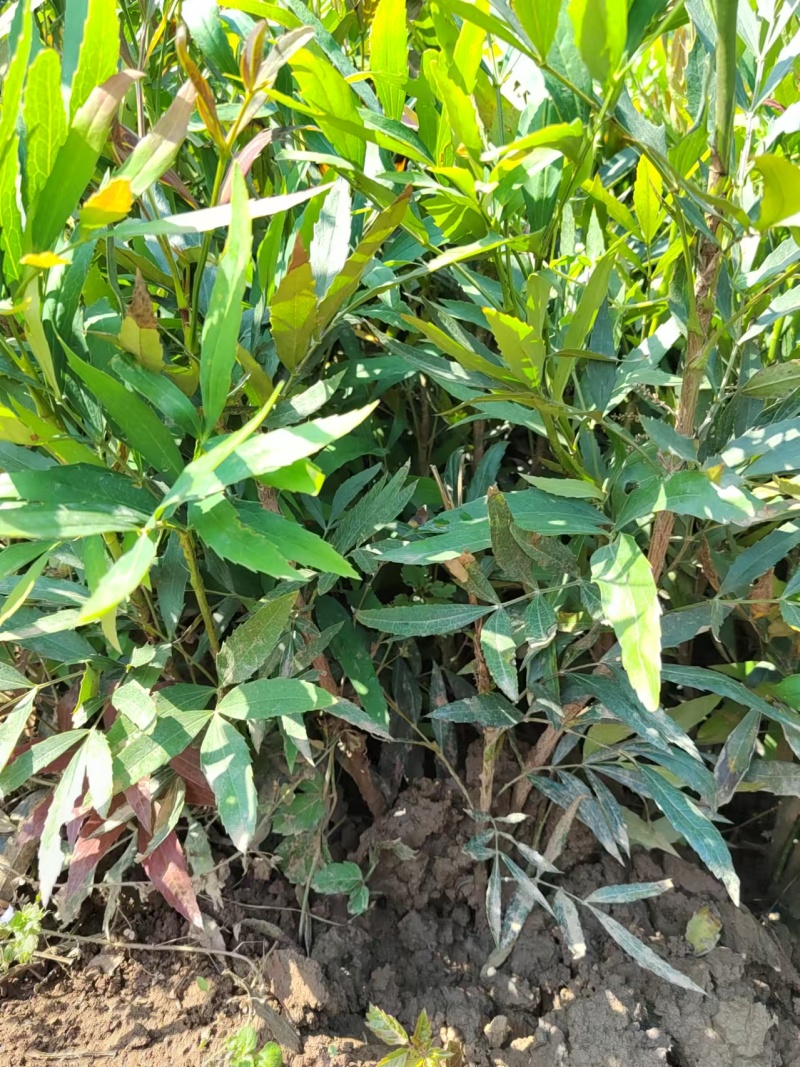 十大功劳营养杯十大功劳容器苗十大功劳种植基地