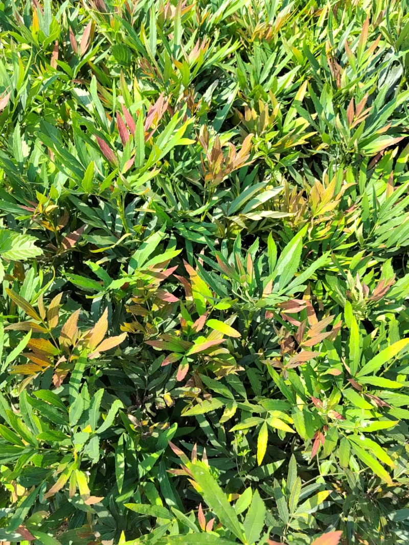十大功劳营养杯十大功劳容器苗十大功劳种植基地