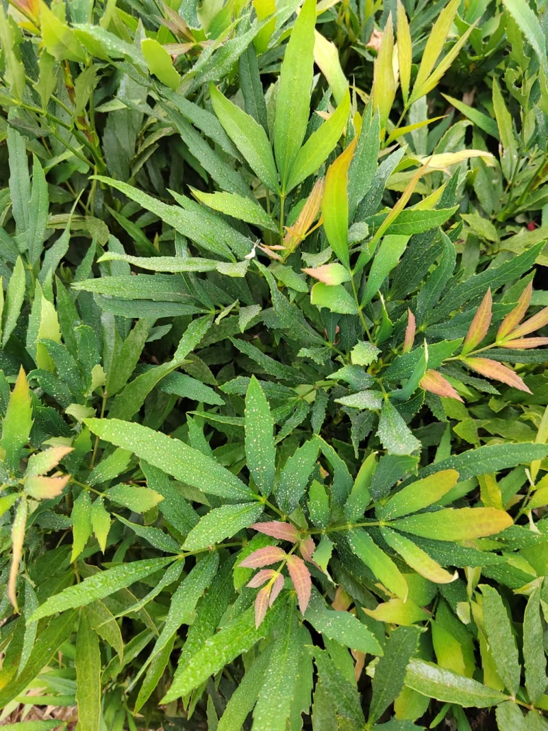 十大功劳营养杯十大功劳容器苗十大功劳种植基地
