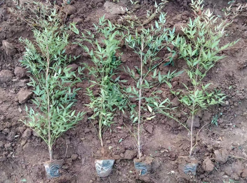 十大功劳营养杯十大功劳容器苗十大功劳种植基地