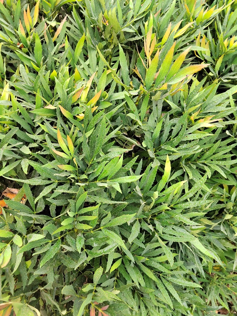 十大功劳营养杯十大功劳容器苗十大功劳种植基地