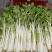 四川精品白芹，量大从优