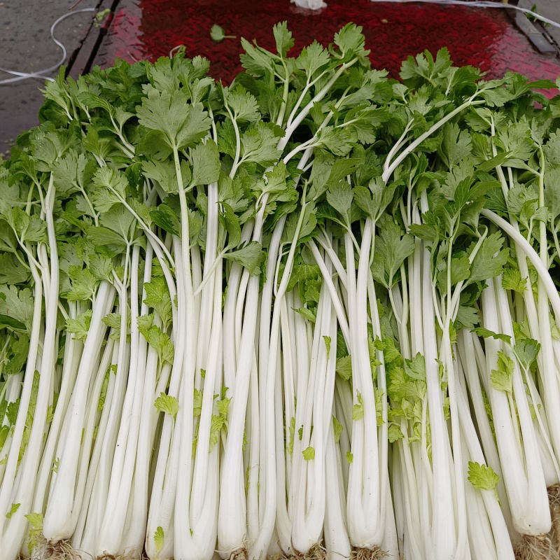 四川精品白芹，量大从优