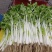 四川精品白芹，量大从优