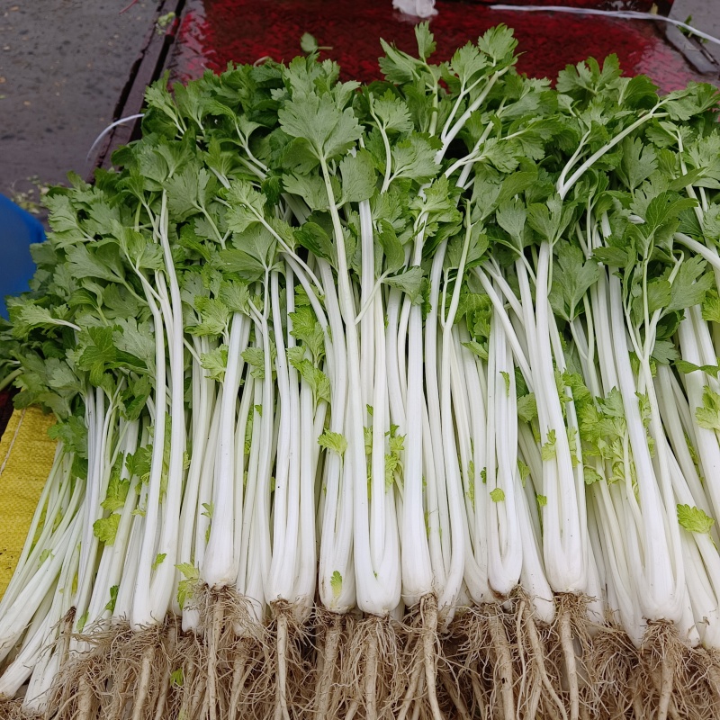 四川精品白芹，量大从优