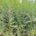 营养杯小叶女贞小叶女贞容器苗陕西小叶女贞种植基地