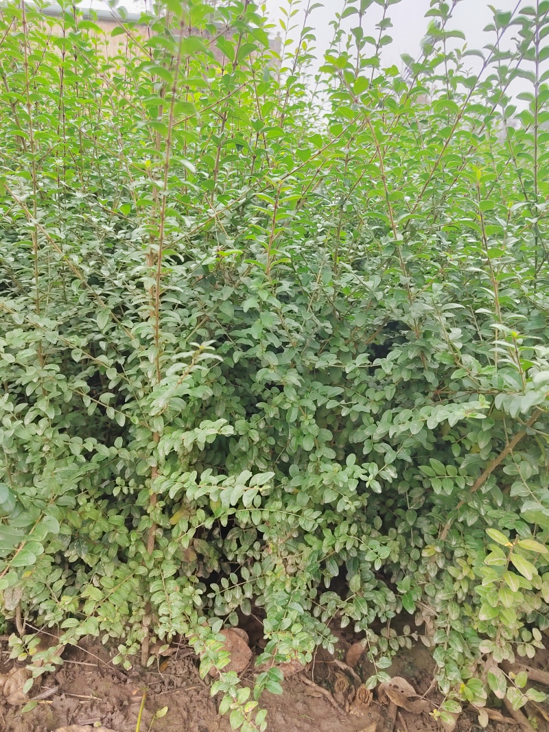 营养杯小叶女贞小叶女贞容器苗陕西小叶女贞种植基地